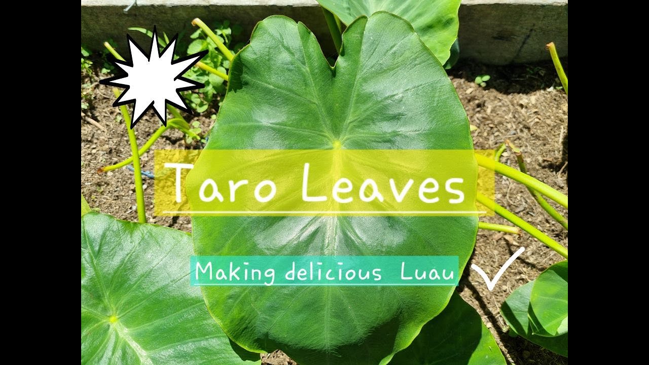 Taro Leaves Recipe with Pork (Luau) | Butterfish | Yum Yum | Porirua Wellington NZ
