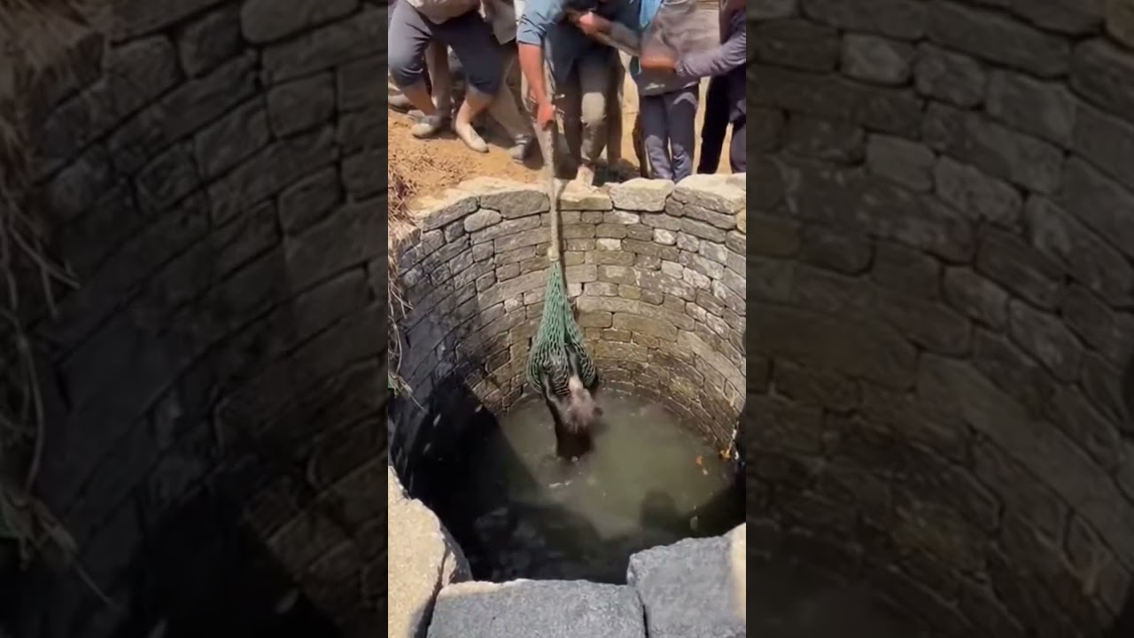 bear 🐻 rescue near village well 