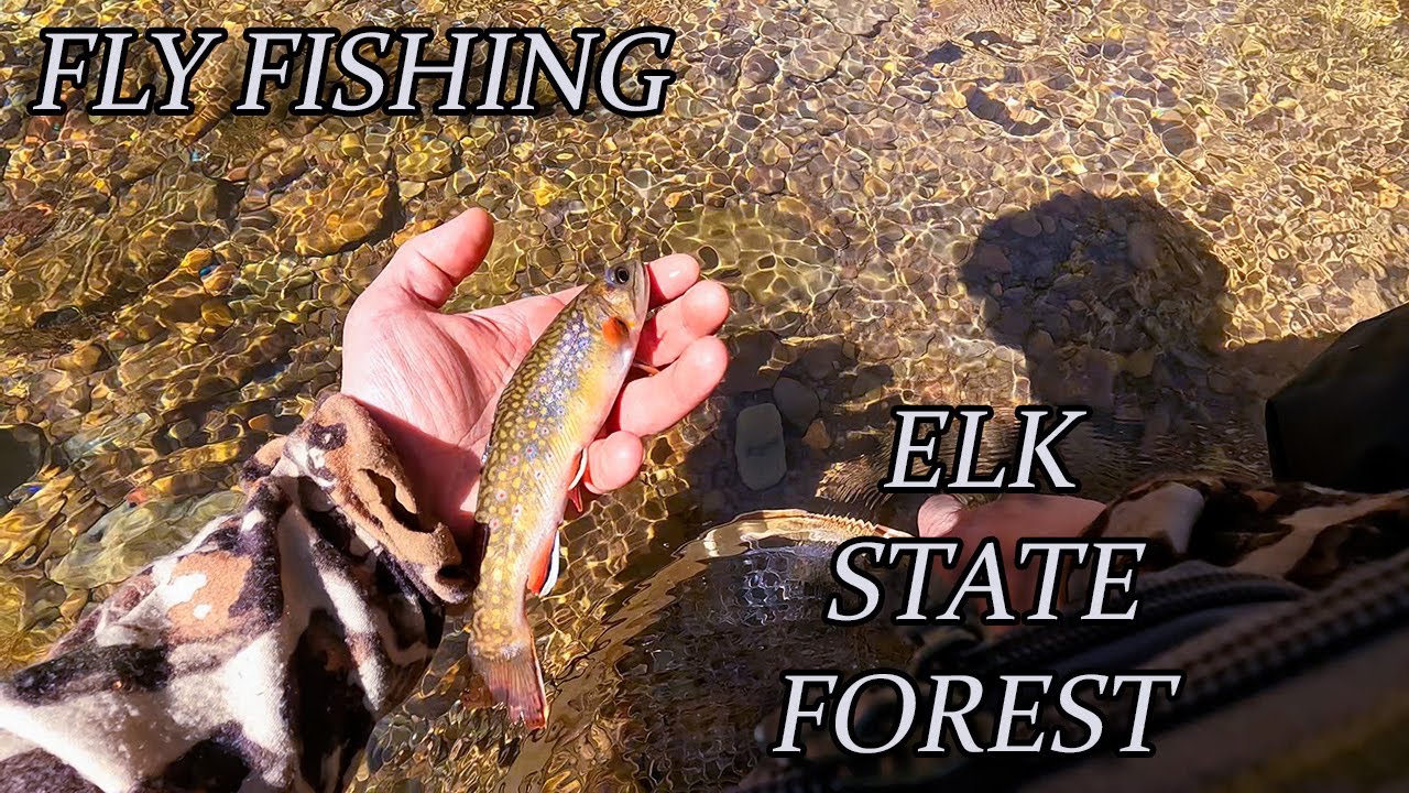 BLUE LINING! Elk State Forest, Pennsylvania