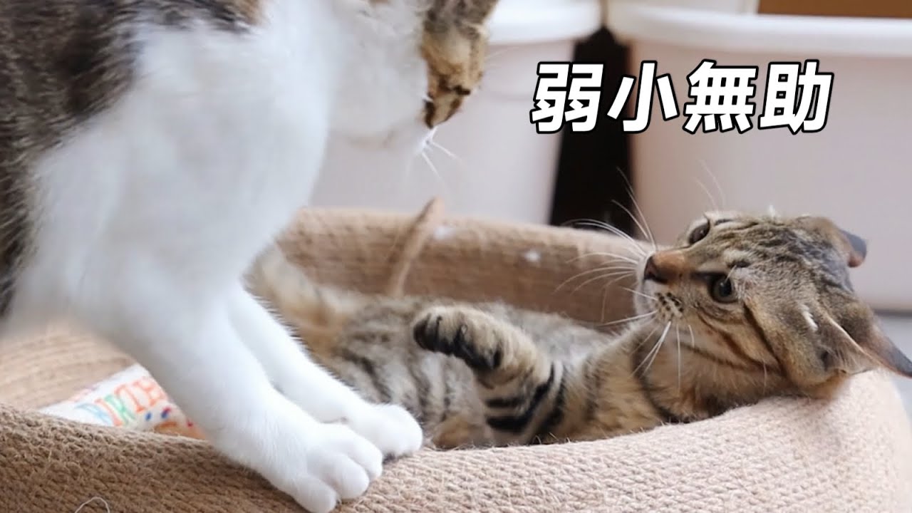 救命！小浪貓兄妹重逢竟互不認識？氣到飛機耳，當場上演全武行｜李喜猫