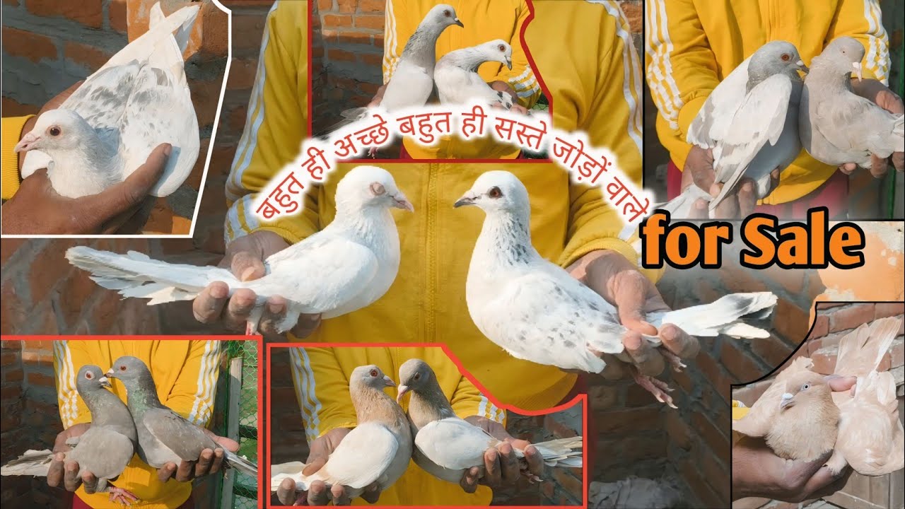 For Sale New Pigeon videos बहुत ही अच्छे बहुत ही सस्ते जोड़ों वाले Kabootar For Sale गोला कबूतर