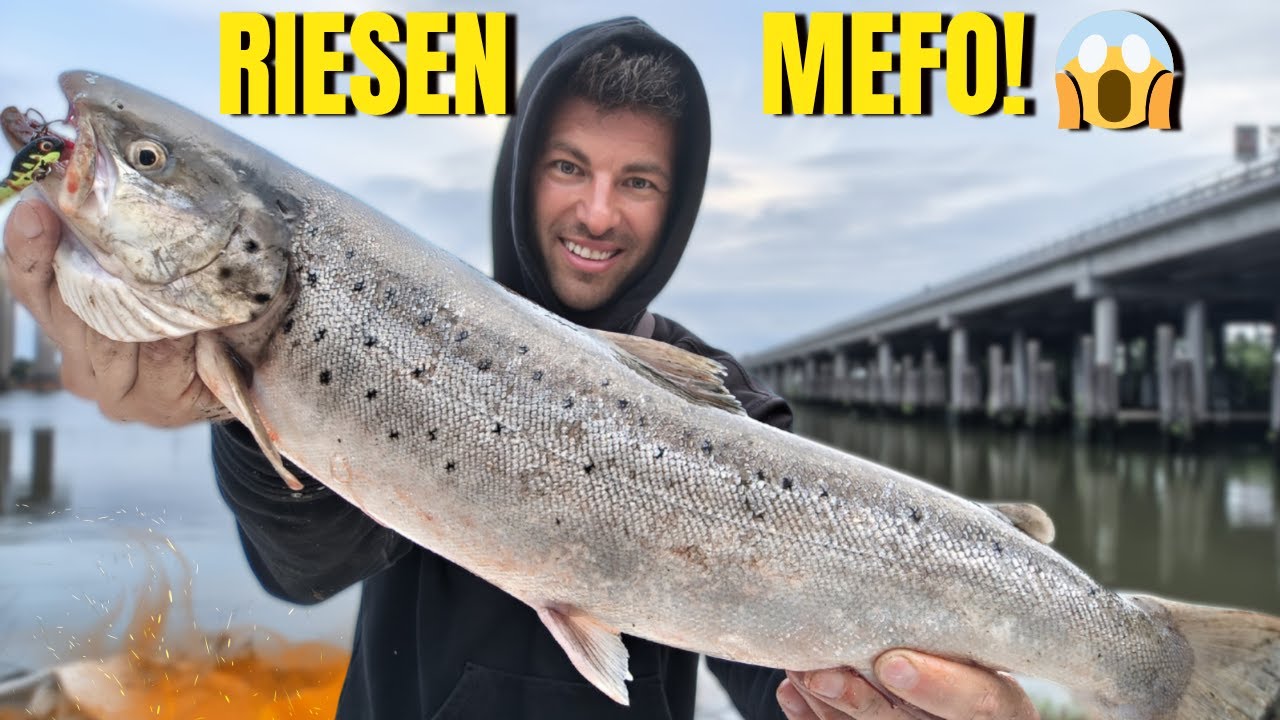 RIESEN-MEERFORELLE in der ELBE HAMBURG?! 😱 Mein heftigster Fang aller Zeiten 🎣