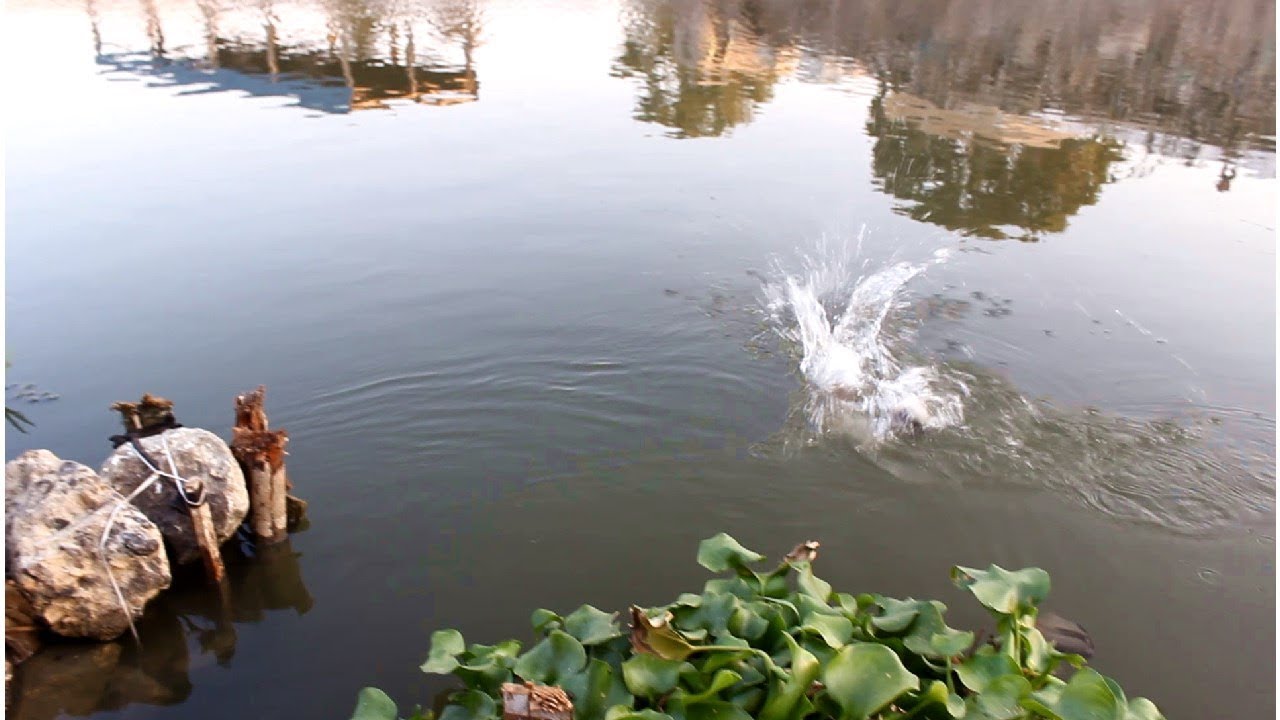 صيد بلطى الخشن اللى على حق fishing tilapia