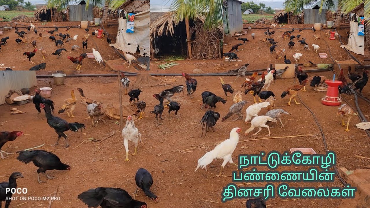 நாட்டு கோழி பண்ணையின் தினசரி வேலைகள்/Nattu Kozhi Morning Routine Works/ Nattu Kozhi Valarpu