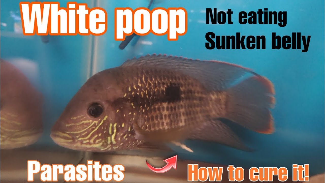 Aquarium fish not eating and has white poop. Let's get to the gut of the problem.