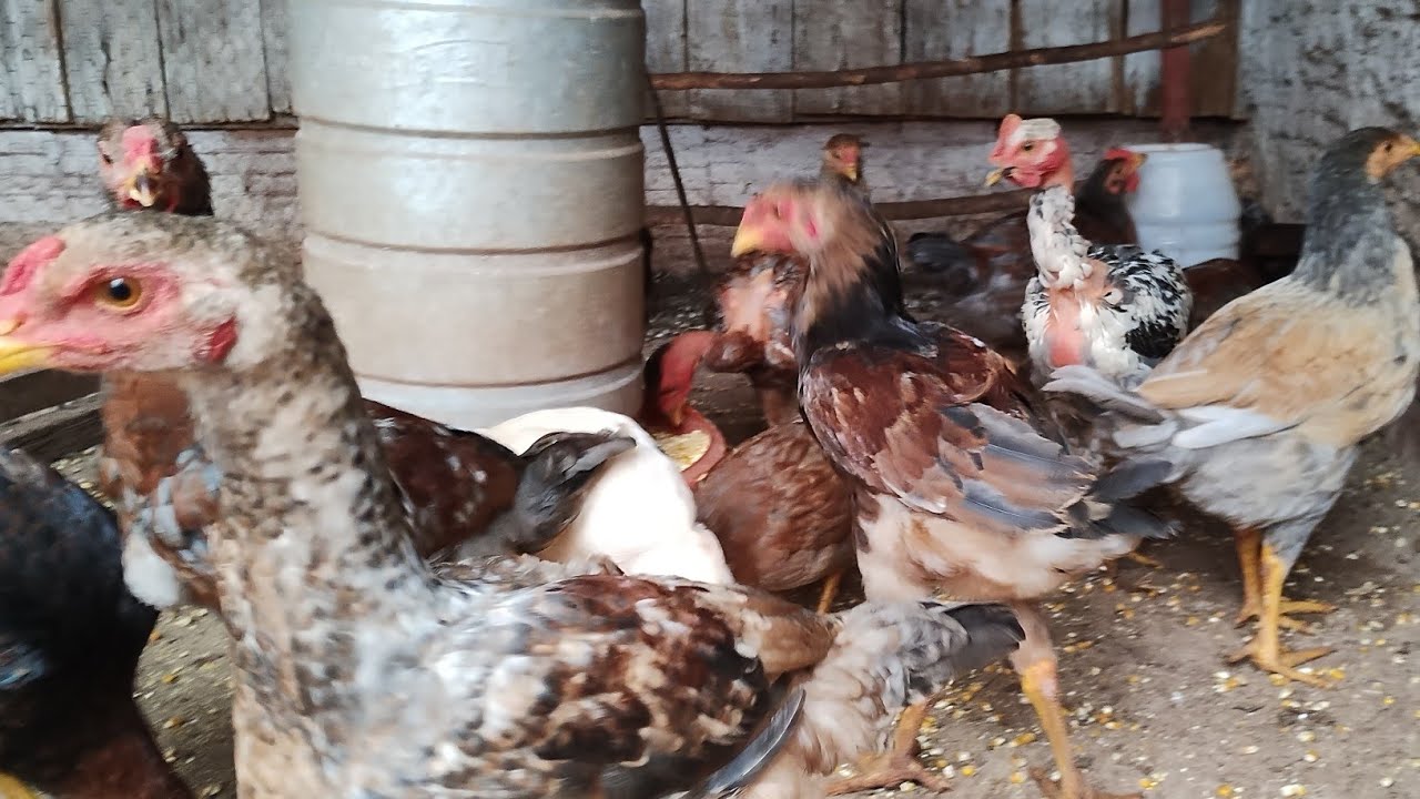 Como está o desenvolvimento dos frangos de manhã muito trabalho aqui 🤠🐓