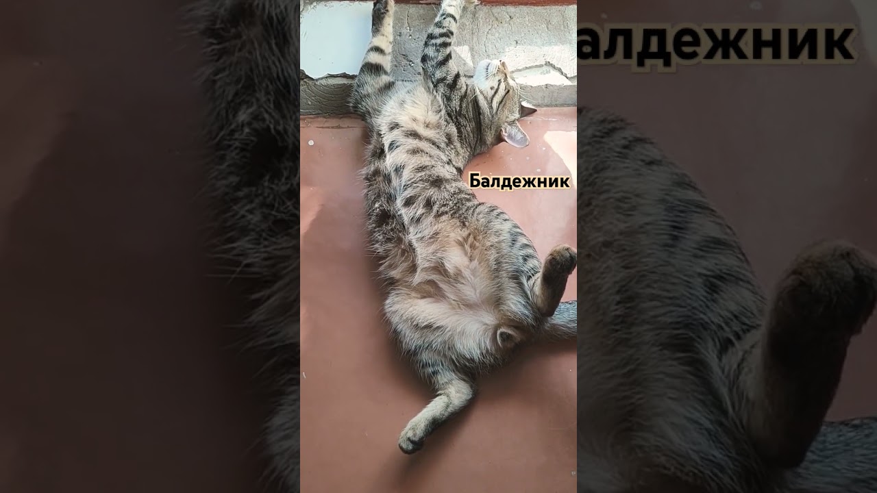 Довольный сонный кот 