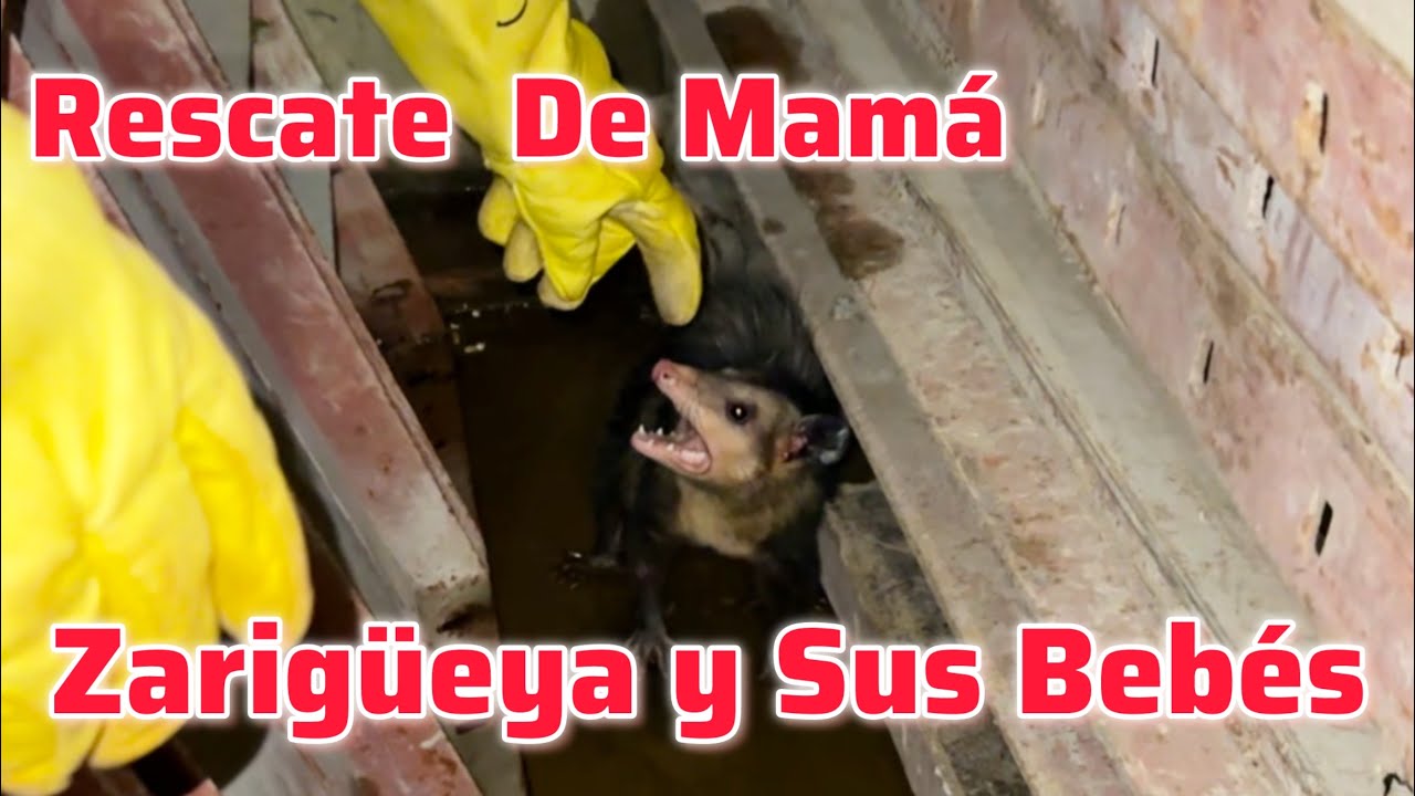 Rescate De Mamá Zarigüeya Y Sus Bebés