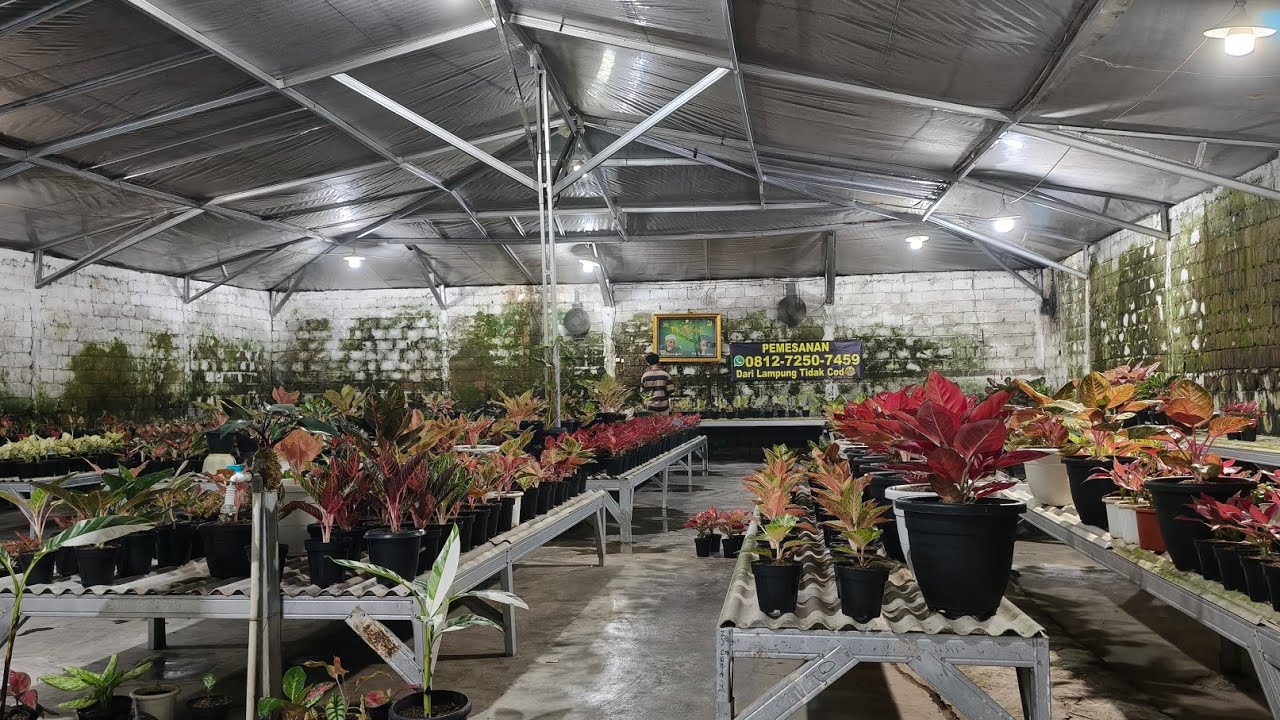 Tanaman Hias aglonema
