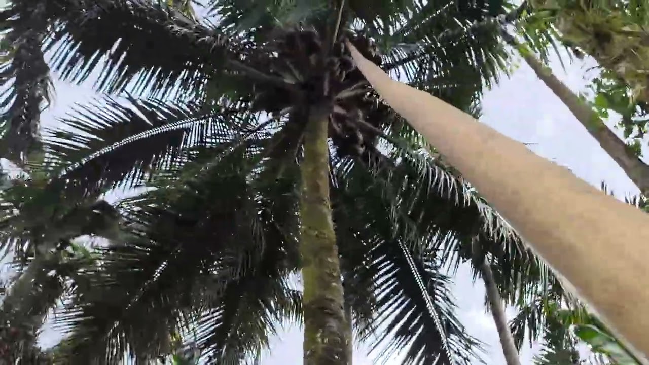 VLOG 3 | MEMETIK KELAPA PAKAI GALAH KARNA TIDAK BISA NAIK KE ATAS