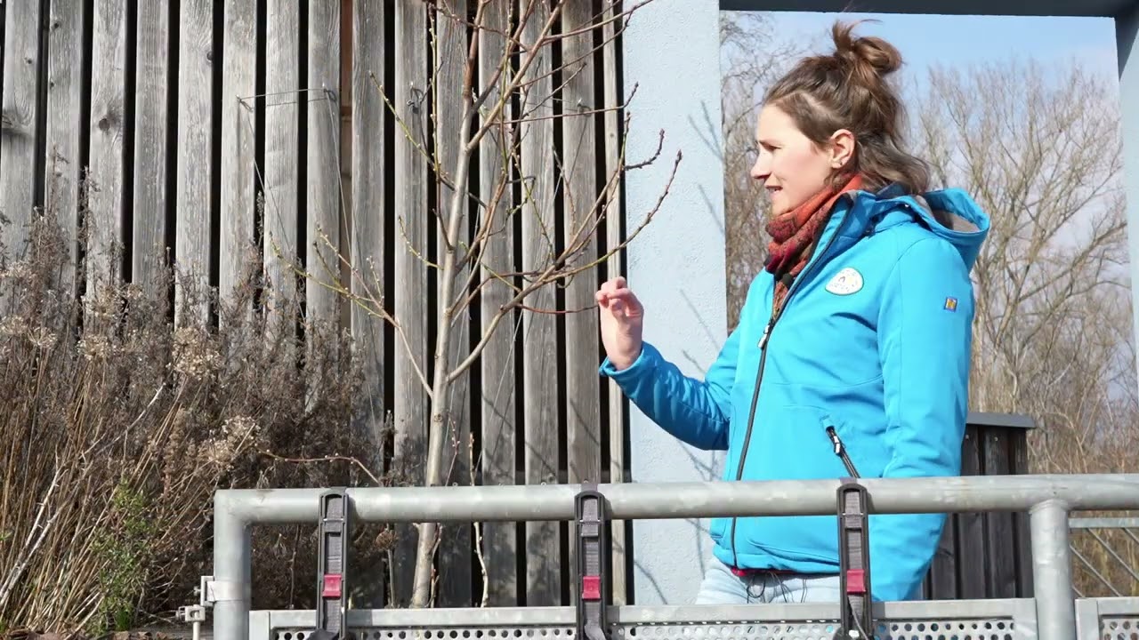 Austriebsspritzung an Pfirsich und Apfel