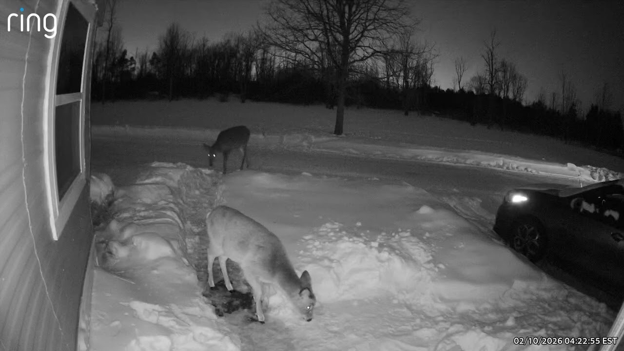 Deer
