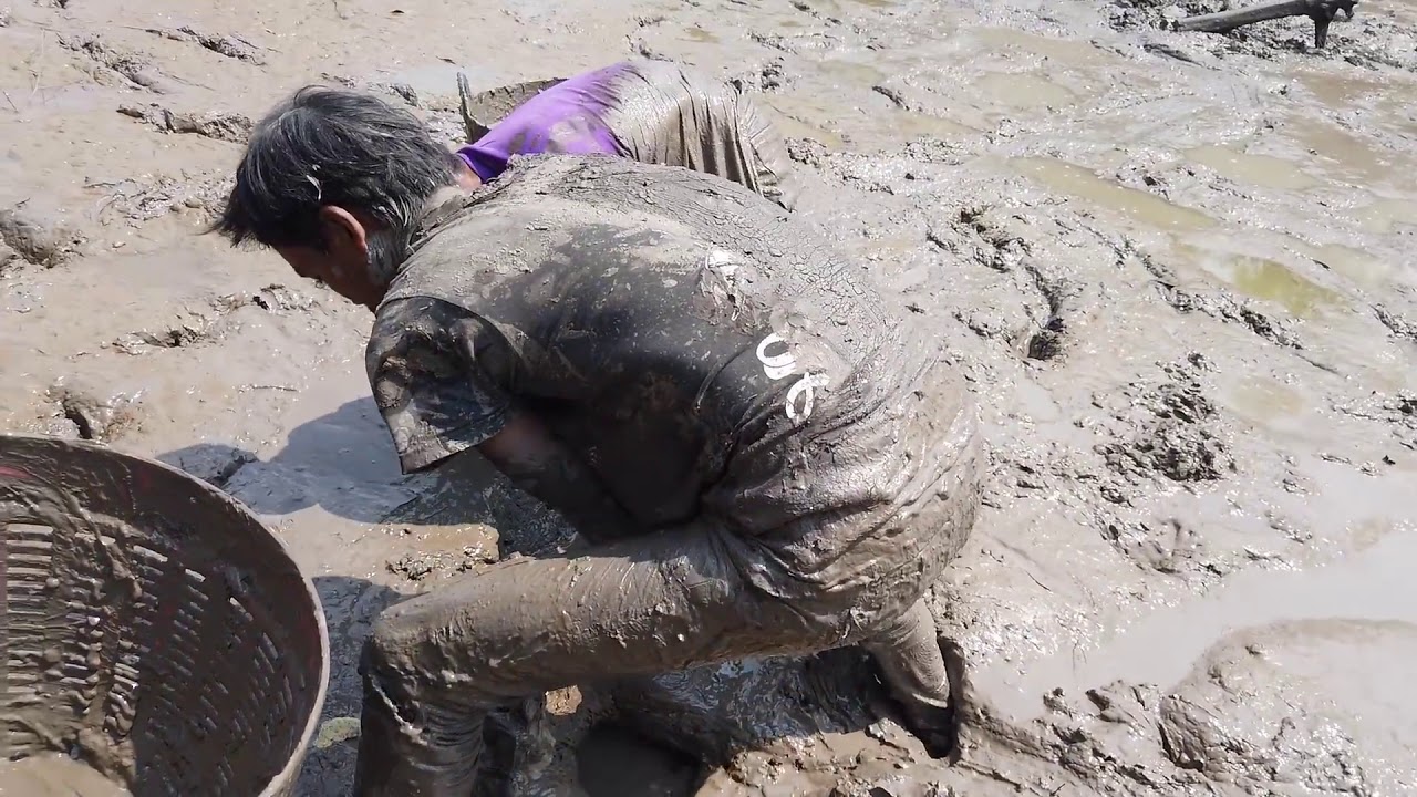 Can wade through mud to find fish, but many of these fish catching fish in mud a lot