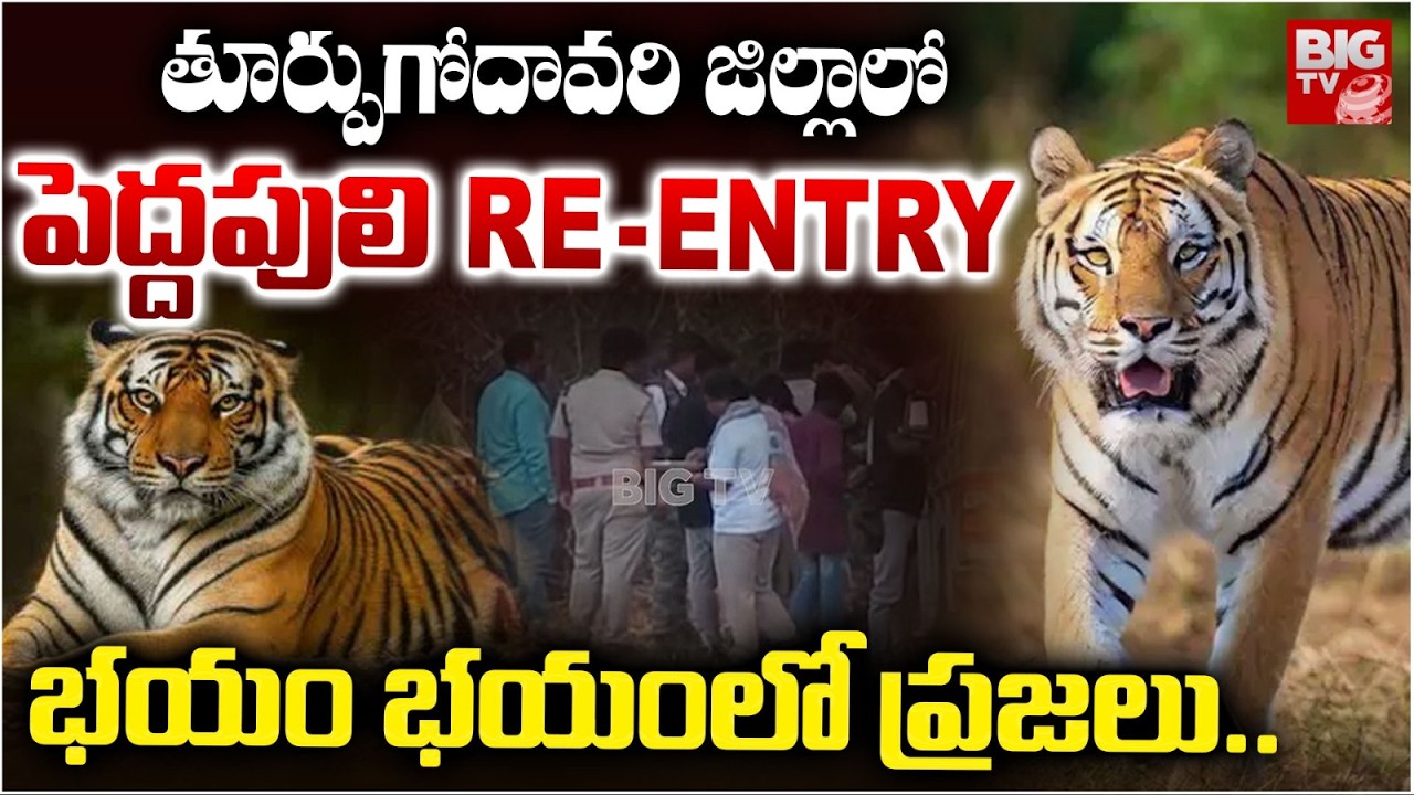 తూర్పుగోదావరి జిల్లాలో పెద్దపులి రీ - ఎంట్రీ | Tiger In East Godavari District | BIG TV