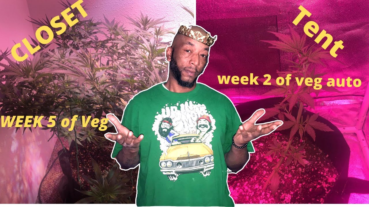 Growing Cannabis : Week 5 of Veg(and still no bottled nutrients)#cannabisgrower #week5 #closetgrow