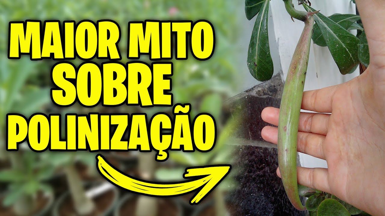 ✅Maior MITO sobre a POLINIZAÇÃO de Rosas do Deserto