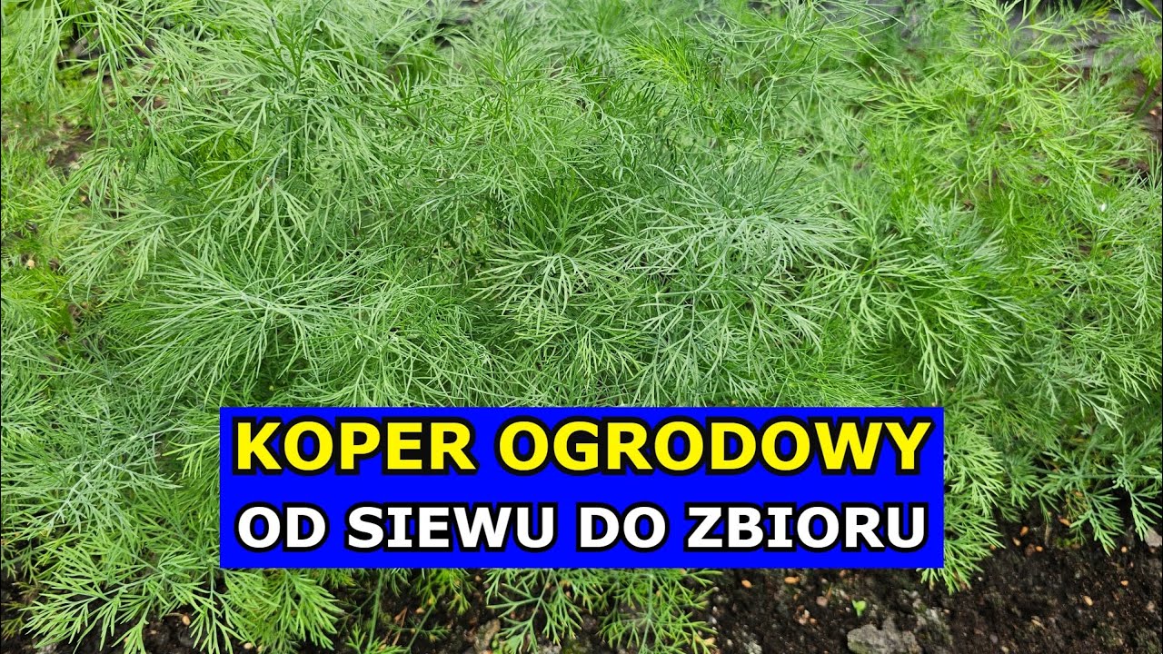 Uprawa Kopru OD SIEWU DO ZBIORU. Siewy Kopru, Problemy Mszyce. Jak uprawiać Koper ogrodowy, Jak Siać