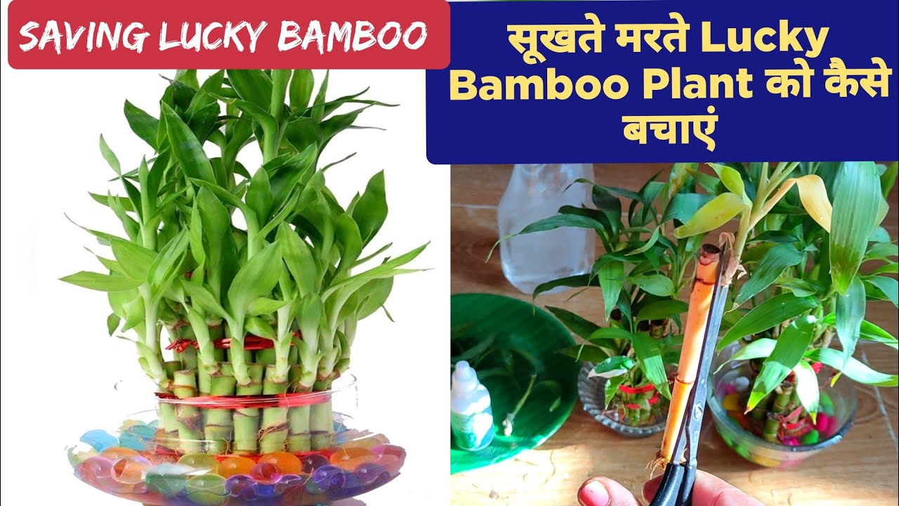 Lucky Bamboo / How to Save Lucky Bamboo Plant / Lucky Bamboo Plant Care / Lucky Bamboo Care Tips