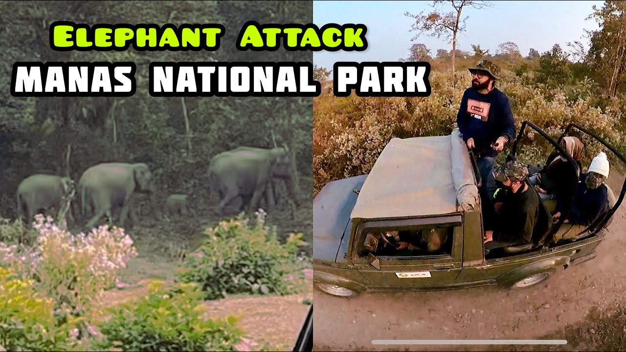 SEE A ELEPHANT ATTACK A SAFARI JEEP IN MANAS NATIONAL PARK, ASSAM!