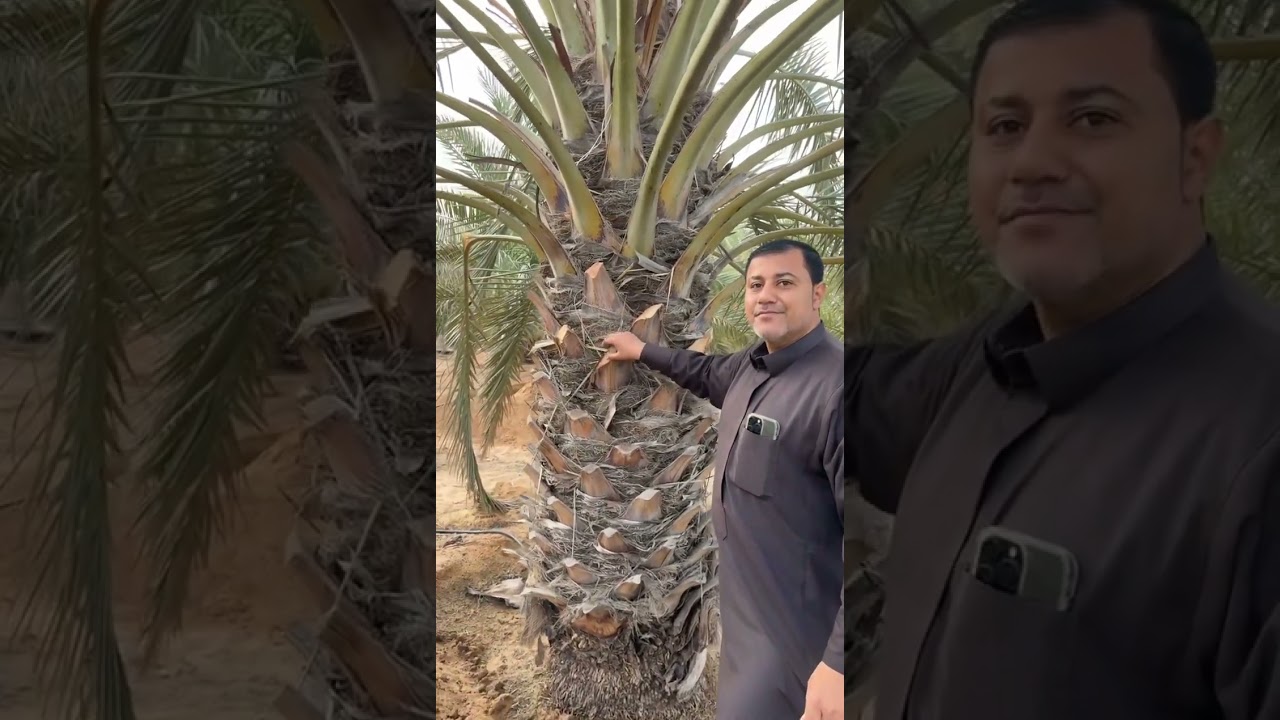 تكويم التربة على النخلة الاستاذ حيدر العيسى