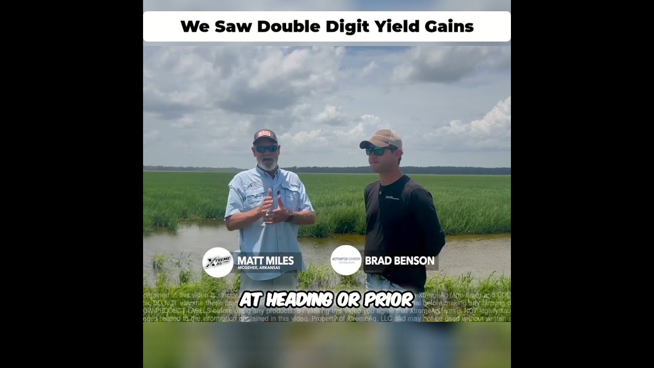Rice Yield Boost: Matt&rsquo;s Secret