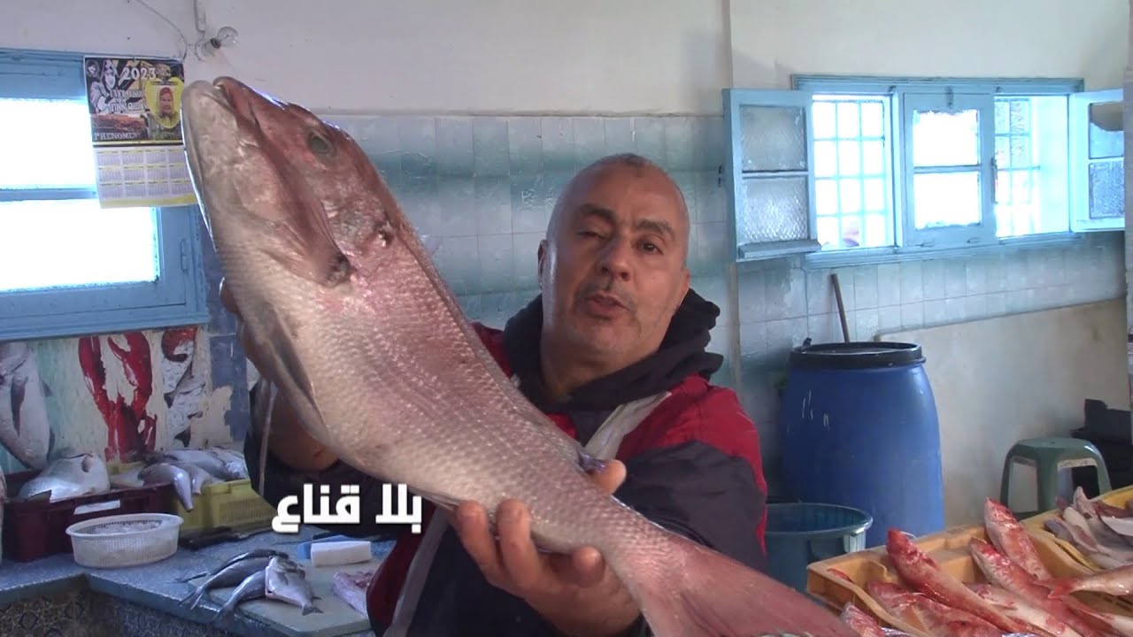 حوت بحري فرشك..النزلي أرخص من السكالوب والجغالي عامل حالة في عروسات بنزرت هه
