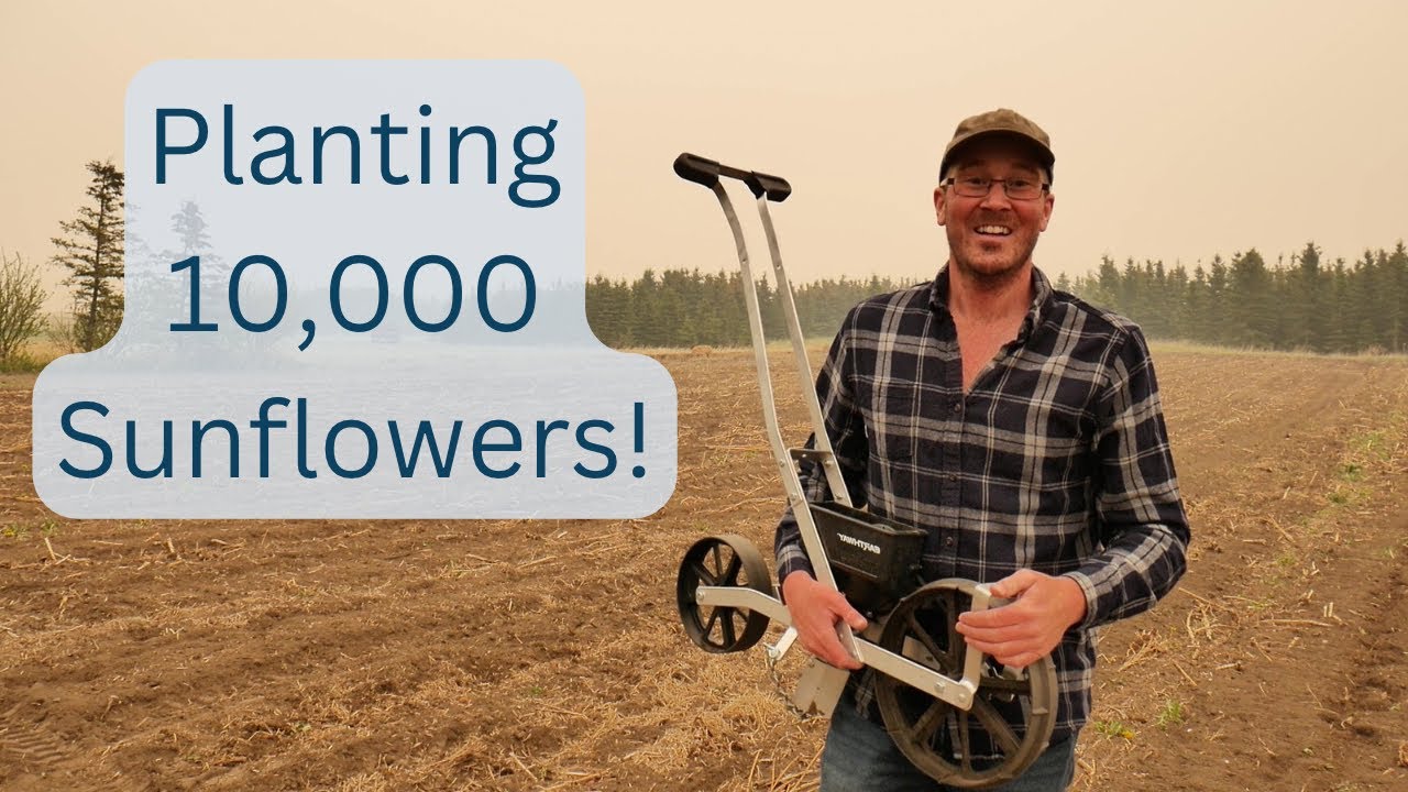 100th Video Special: Planting 10,000 Sunflowers for a Stunning Display