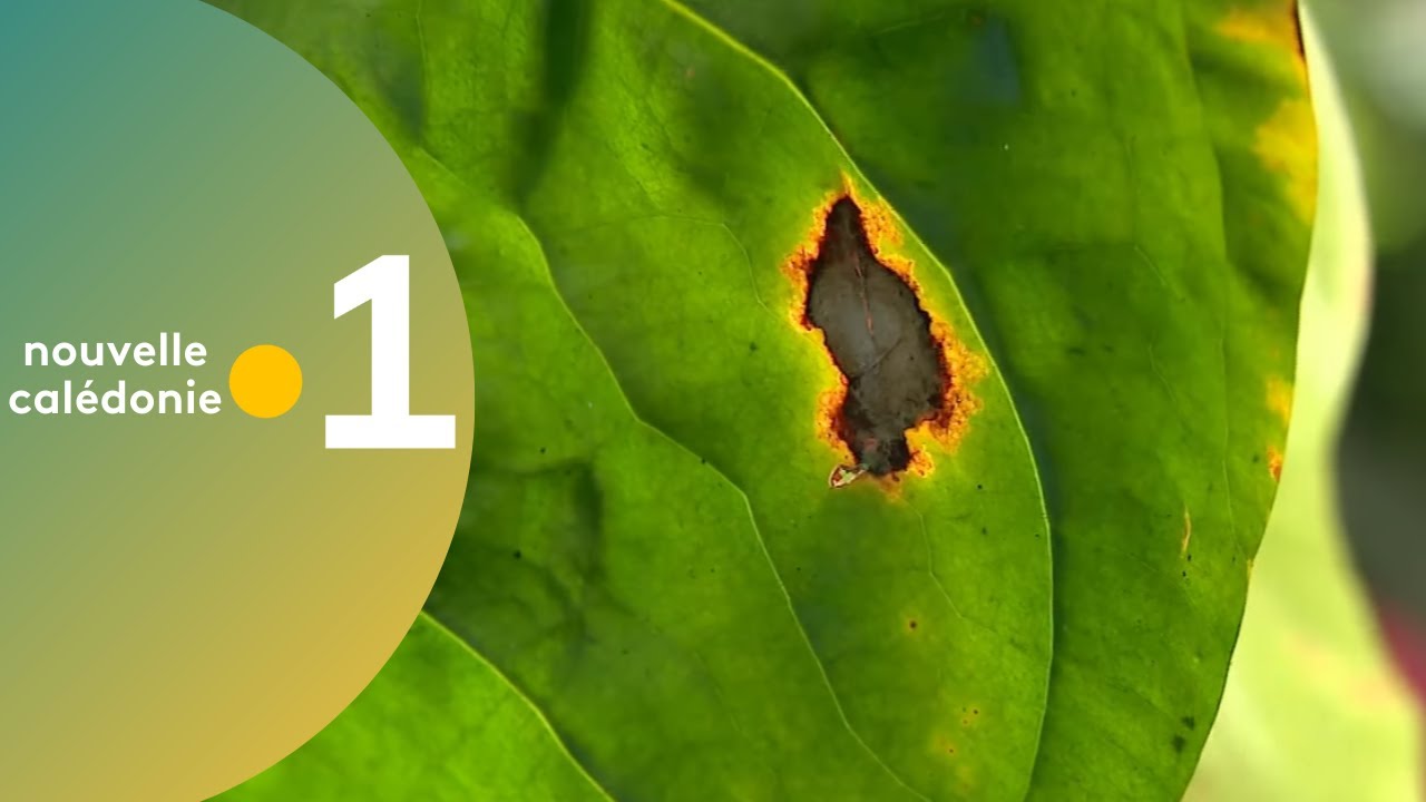 12/ Des racines et des plantes : soigner les frangipaniers et les anthuriums