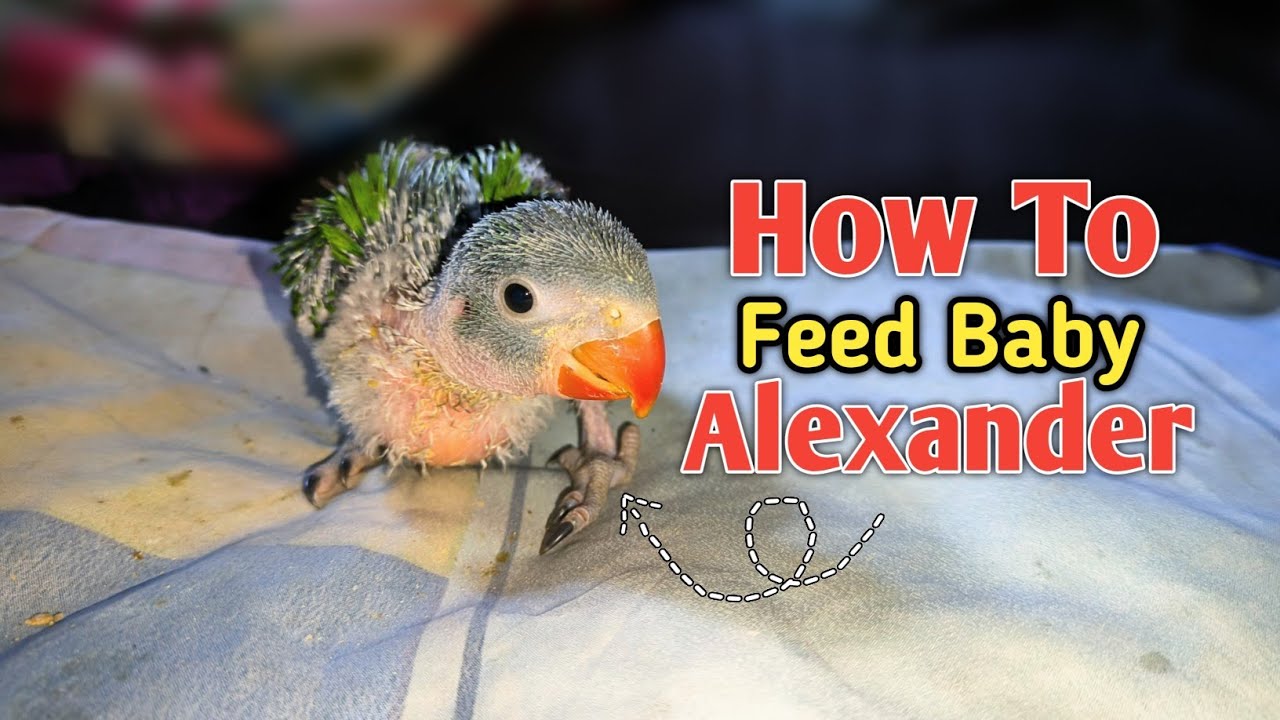 How To Hand Feed Baby Alexandrine Parrot ❤‍🩹🐣 || In Hindi