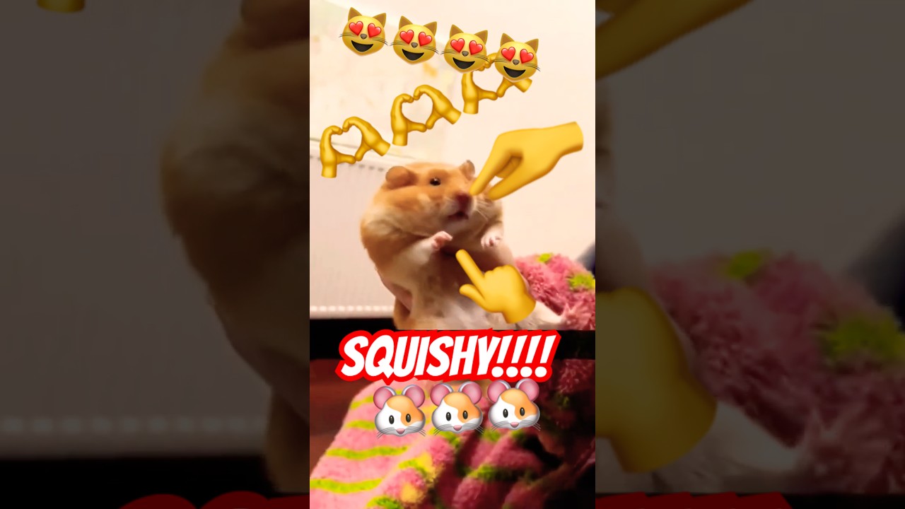 Cutest Hamster Moments You&rsquo;ll Ever See 🐹💖 #HamsterLove #CuteCompilation #shorts