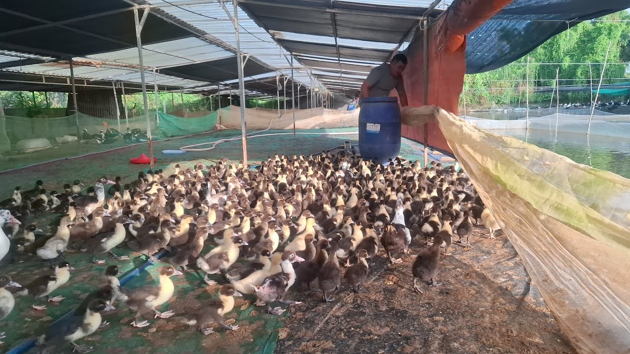 Trại vịt xiêm Anh Tâm, Chợ Mới, An Giang, Mô hình ao cá.