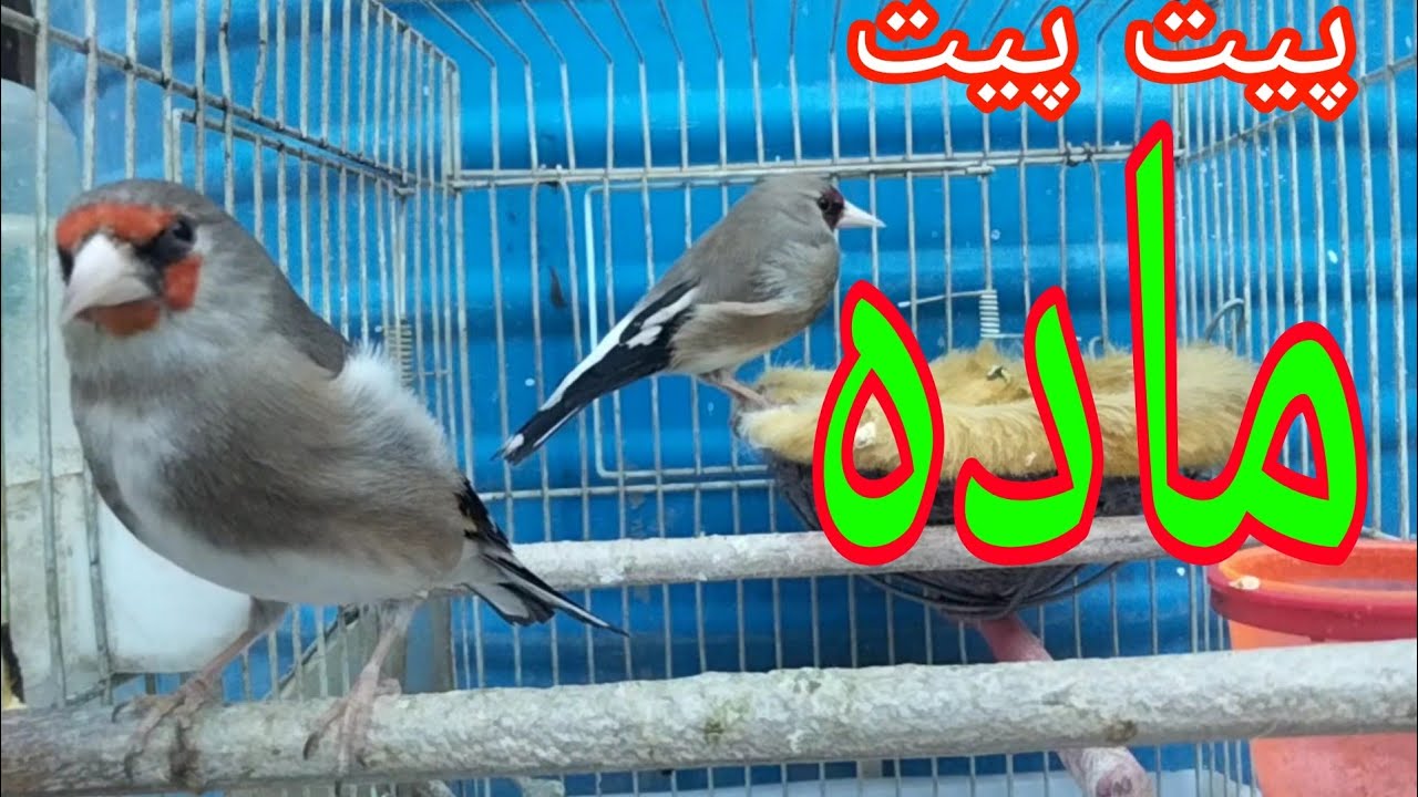 Male & female gold finches motivational song | صدای پیت پیتک ماده و نر سایره برای تحریک کردن سایره
