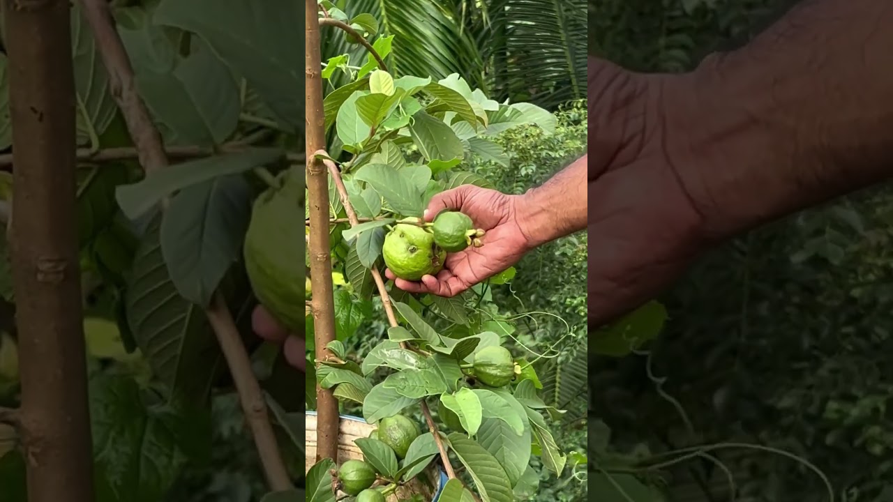 #gardening