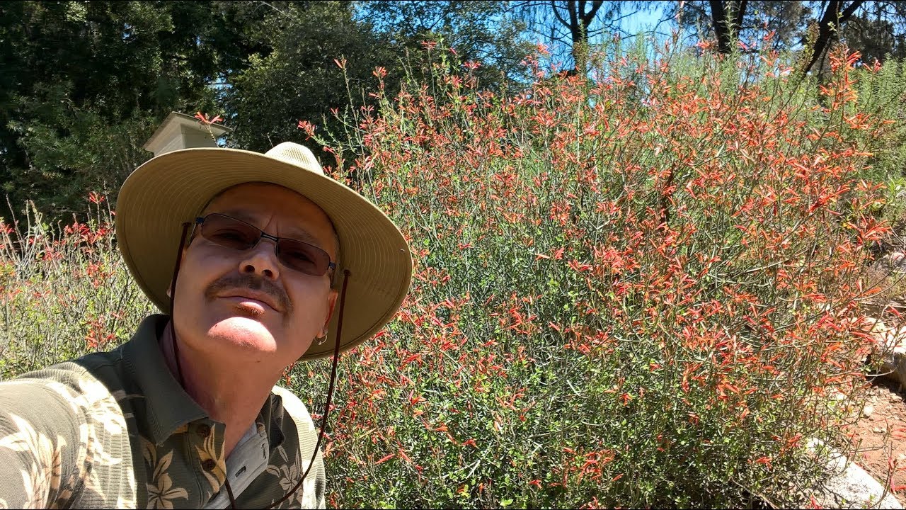 Justicia californica. (Chuparosa). Irresistible Hummingbird magnet!