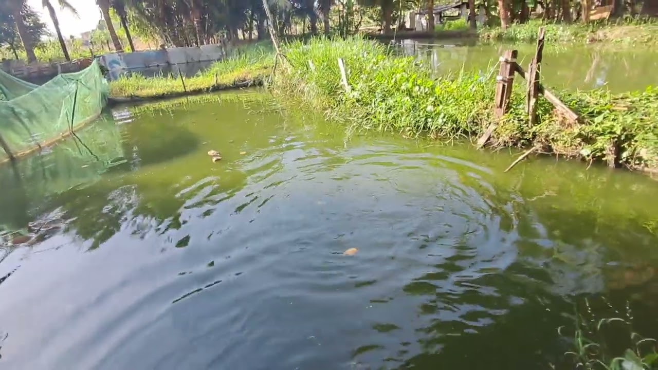 ALIMENTANDO OS TAMBAQUIS