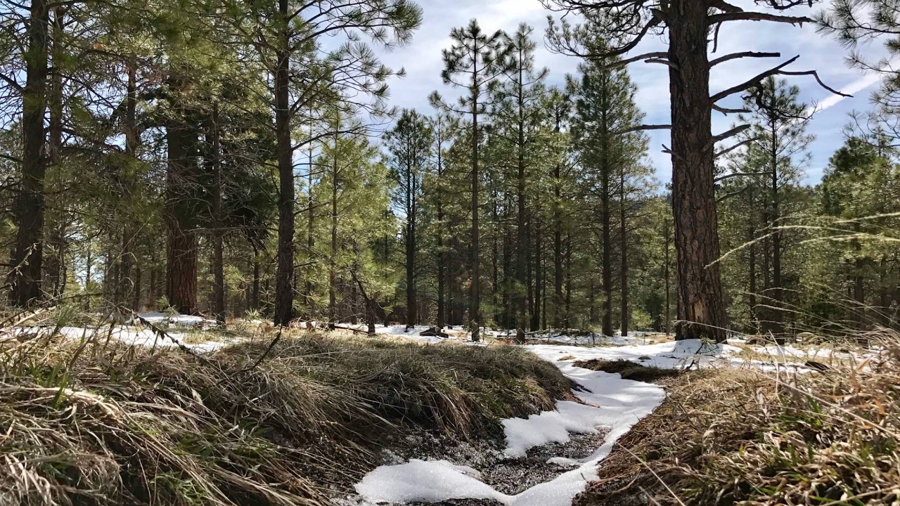 Elden Mountain Passage: Arizona Trail