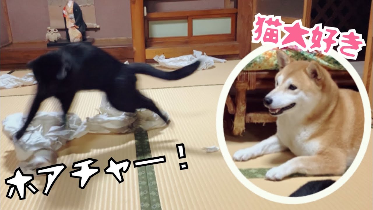 神業連発⁈の功夫猫と、猫動画を見ると自然とニヤけちゃう柴犬　Dog and Cat with Paper