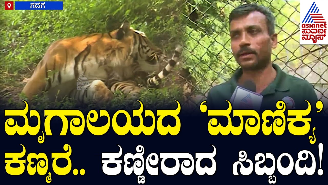 ಗದಗ ಮೃಗಾಲಯದಲ್ಲಿ 16 ವರ್ಷದ ಹೆಣ್ಣು ಹುಲಿ 'ಅನುಸೂಯಾ' ನಿಧನ: ಭಾವುಕರಾದ ಸಿಬ್ಬಂದಿ | Suvarna News
