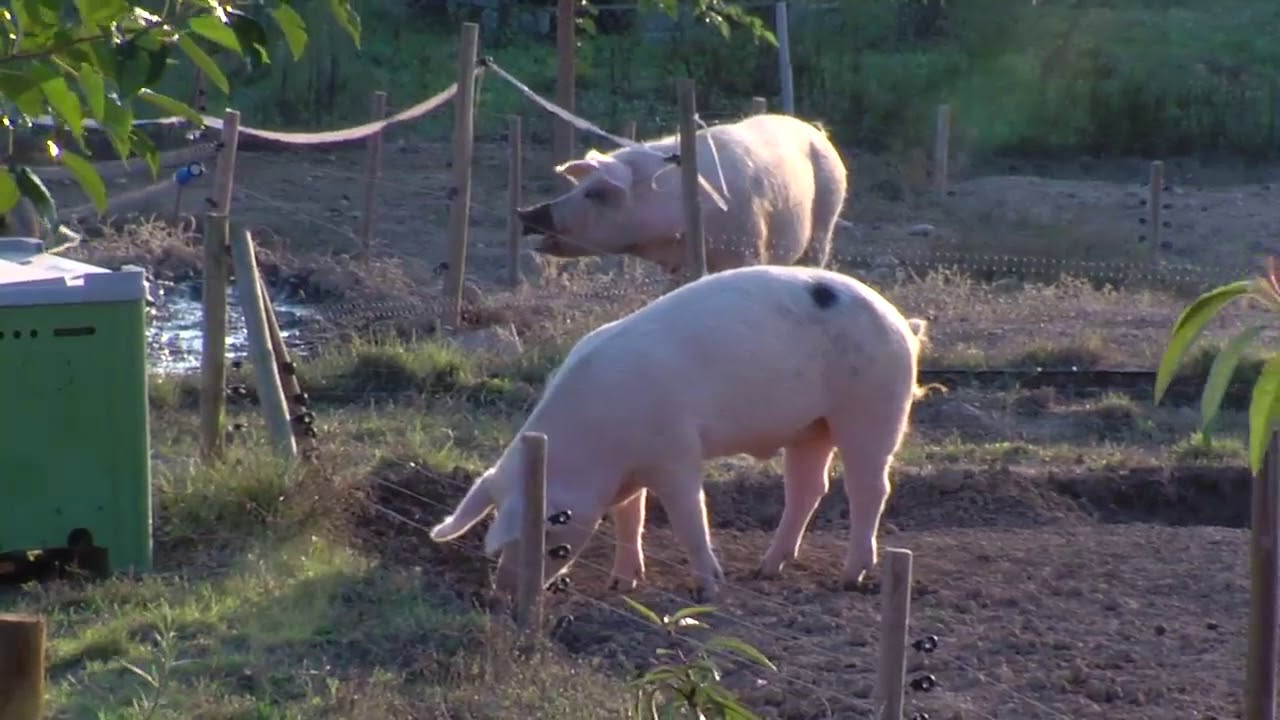 Je suis éleveur de porcs bio