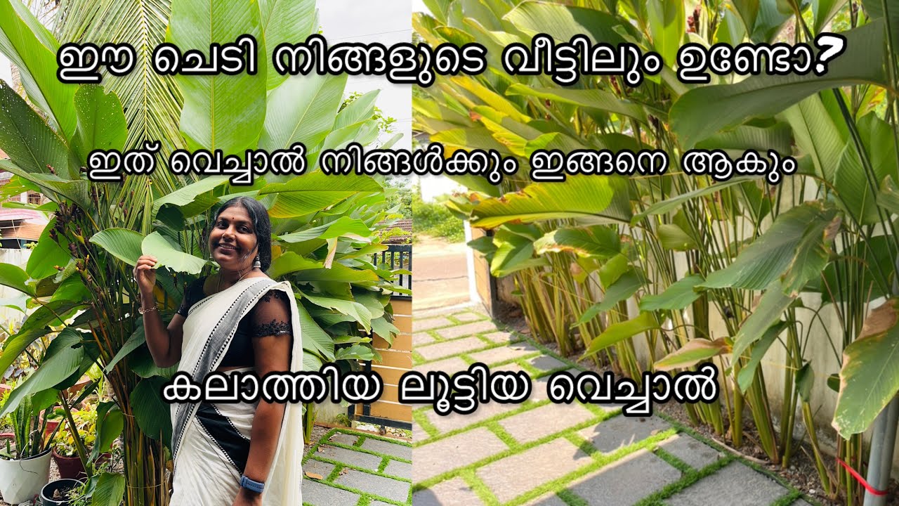 Calathea Lutea ഇലയ്ക്കു മഞ്ഞ നിറം? നിങ്ങൾ അറിയേണ്ടത് ഇതാണ്