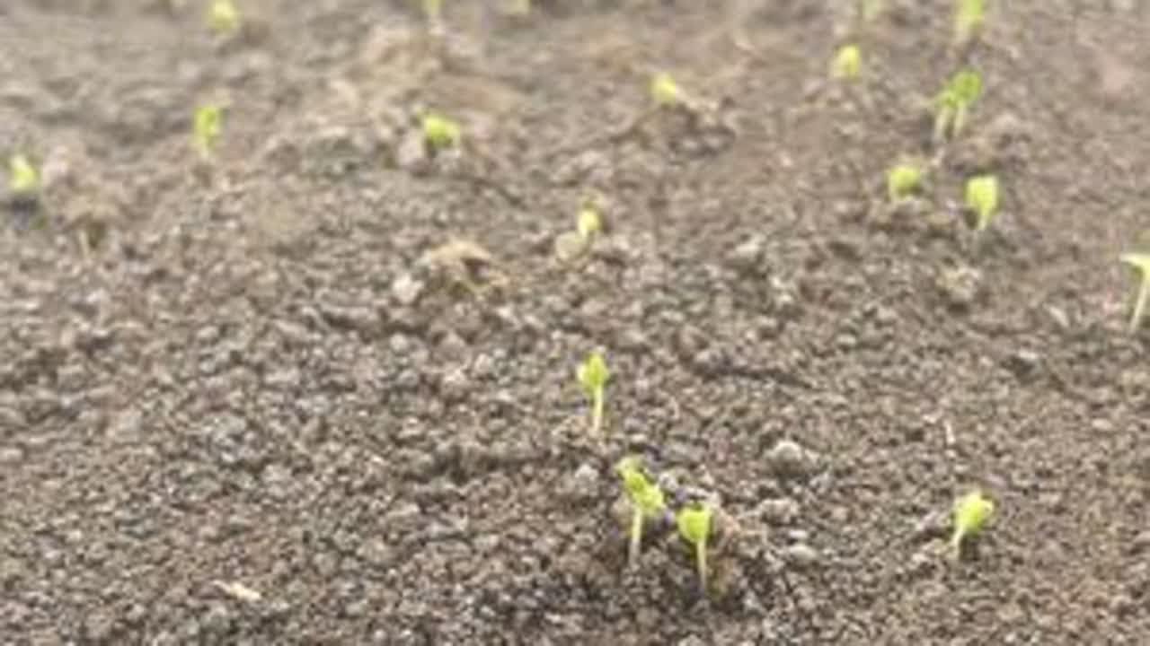 火青菜鸡毛菜奶油快菜全部出苗啦 