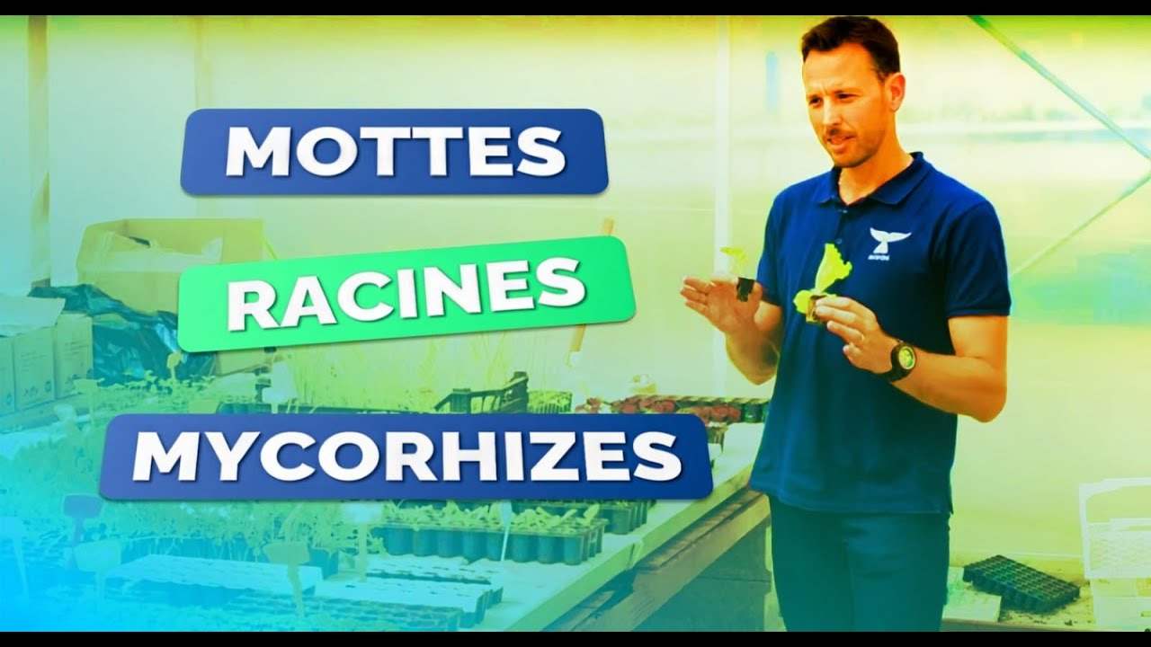 Comment gérer ses semis et ses transferts de plants en aquaponie ? (mottes, racines, mycorhizes etc)