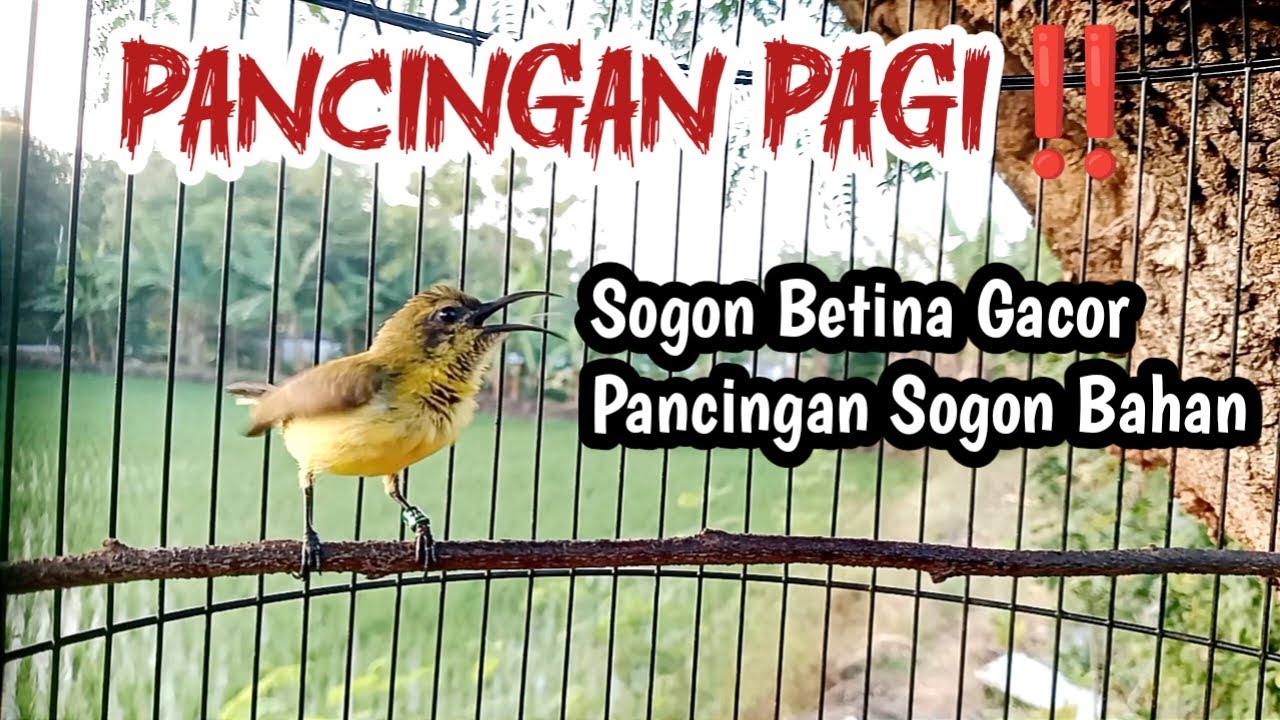 PANCINGAN PAGI‼️SOGON BETINA GACOR MEMANCING SOGON JANTAN