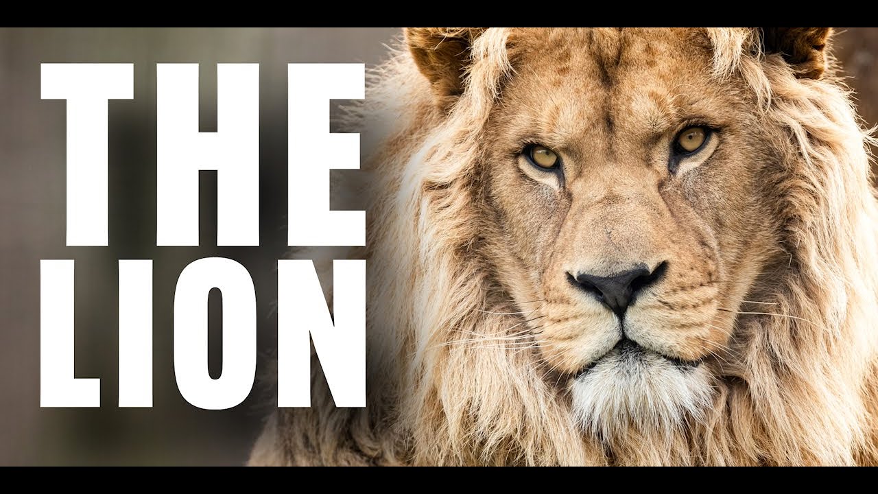 Witnessing the Beauty and Power of Lions at Cincinnati Zoo
