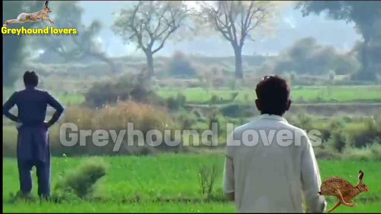 Greyhound Chasing Wild Hare  | Rabbit Race | Greyhound Vs Hare | Dog | Dogs Race