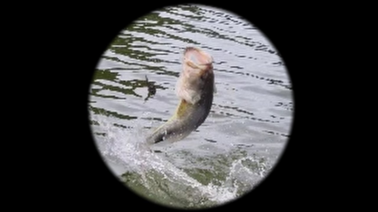 Fishing for Bass with Sean at BrakkenDuine