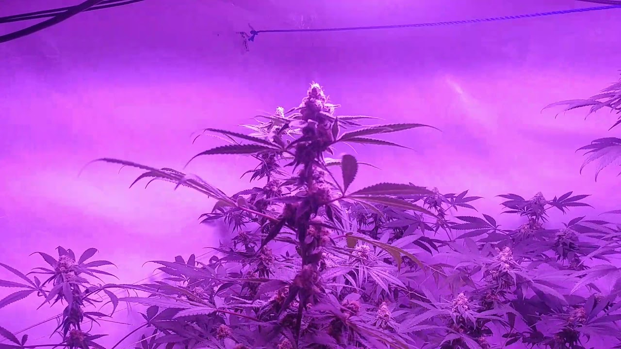 KING LED 1500 WATT Nice Cannabis medical LED grow 5 x 1500w king led