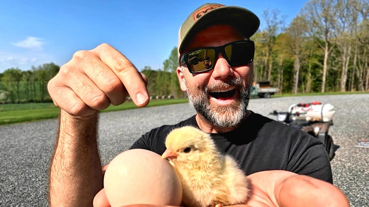 How to Hatch Eggs with an Incubator | Everything you need to know for success!