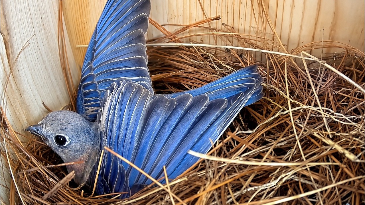How Bluebirds Use Pine Needles to Build the Perfect Nest