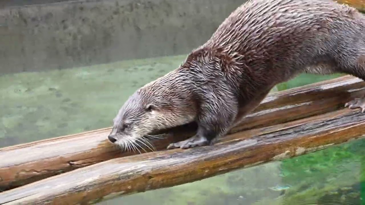 [カナダカワウソ]カエデ[盛岡市動物公園-2025.10.12]
